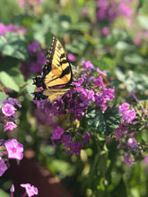 Load image into Gallery viewer, PlushLuxe Interiors- Wall Coverings Collection