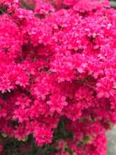 Load image into Gallery viewer, PlushLuxe Interiors- Wall Coverings Collection